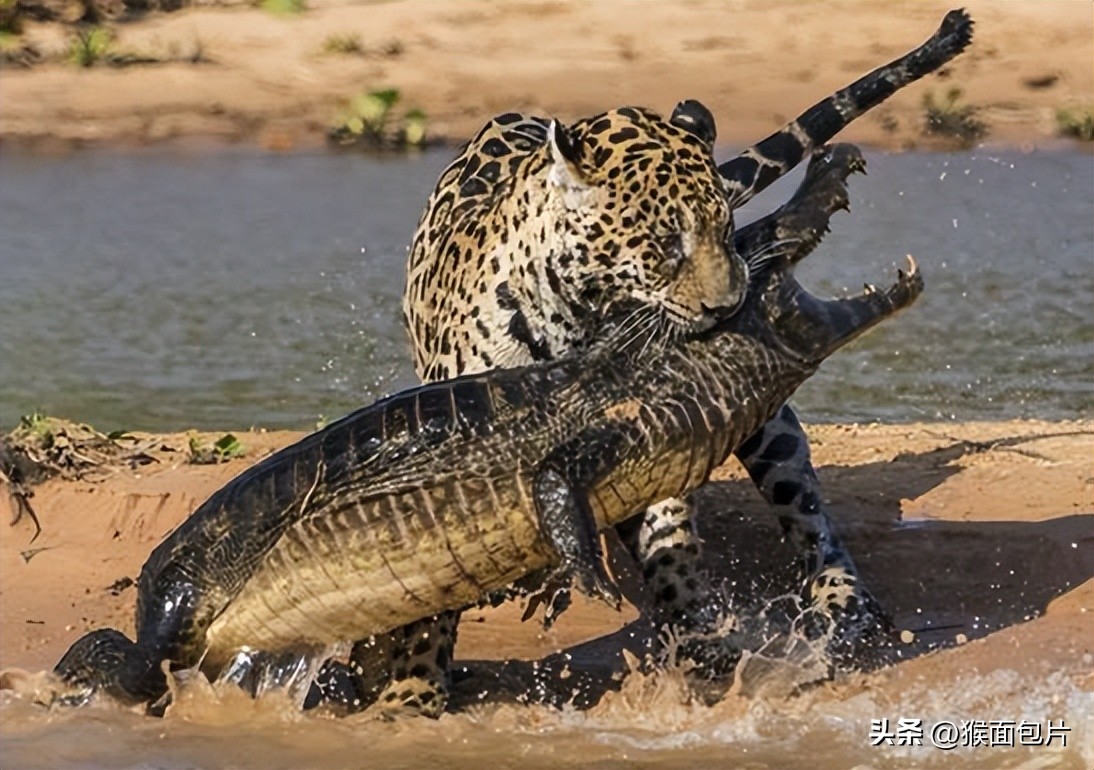 亚马逊雨林生存100天,亚马逊雨林生存楚河