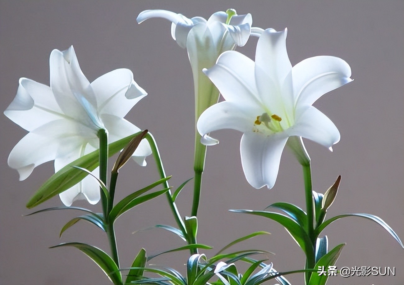 百合花的花语文案爆款,百合花的花语和传说