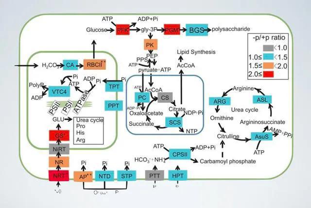 5个跑步呼吸技巧,5个跑步技巧视频