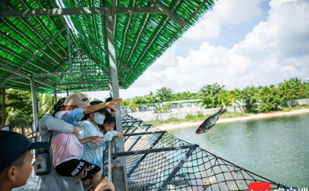 东方鳄鱼特色产业,鳄鱼产业助力乡村振兴