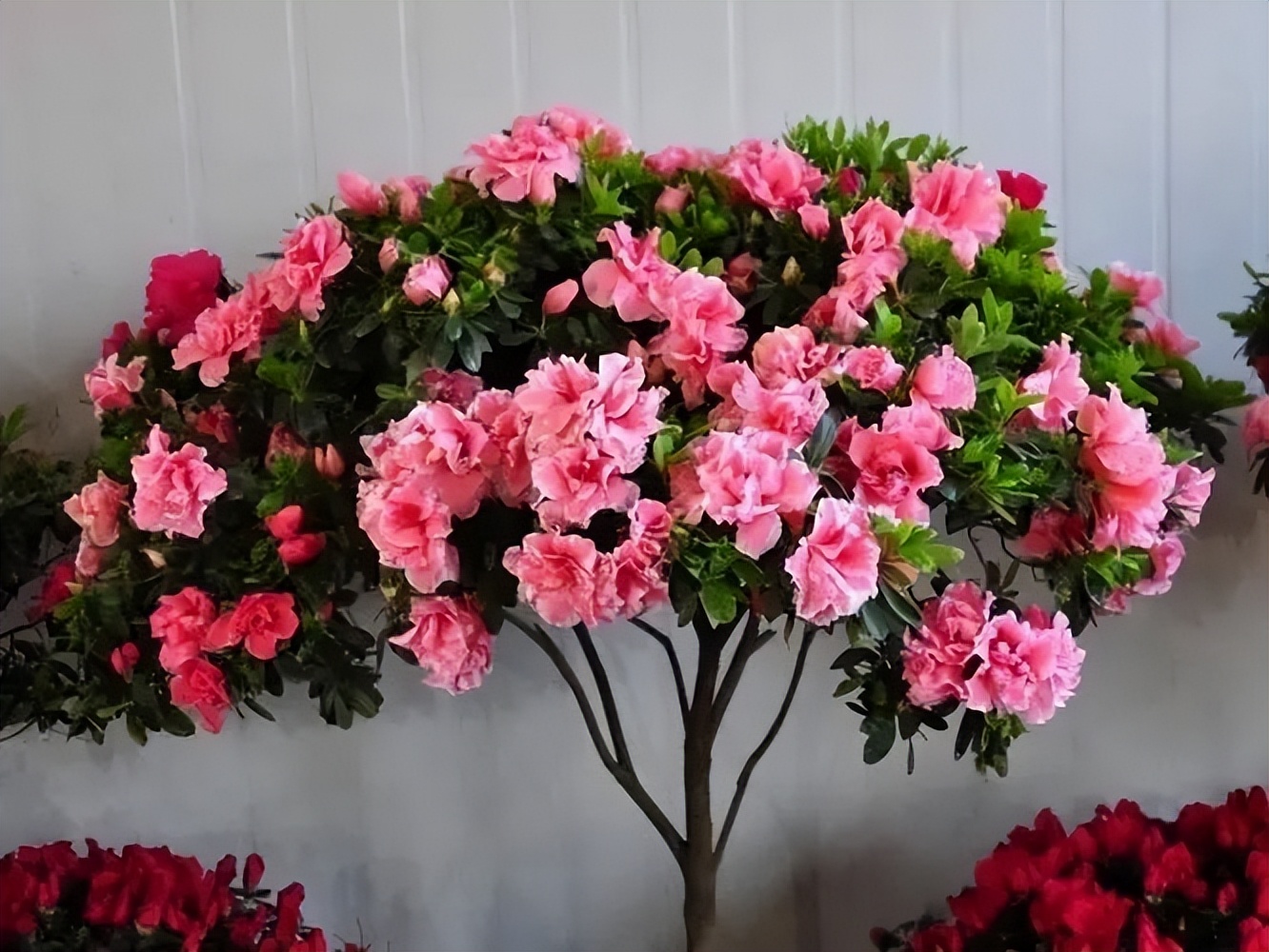 适合小院养的好看又常开花的花,院子里好养的花四季开花