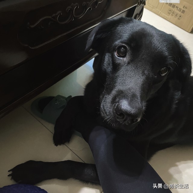 法律咨询小区流浪狗咬伤人怎么办,流浪狗咬伤人警方怎样处理