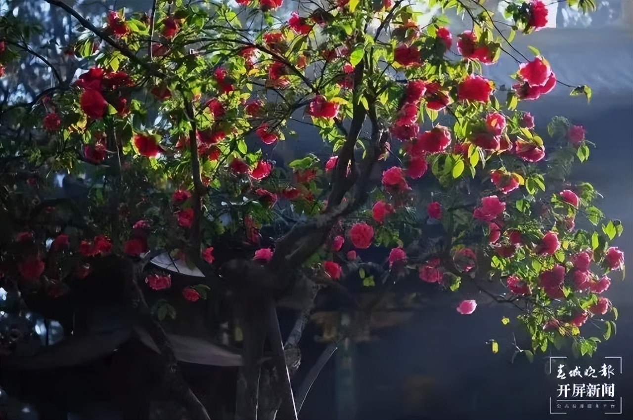 赏花来这里这是云南的专属浪漫,五月来昆明遇见紫色花海