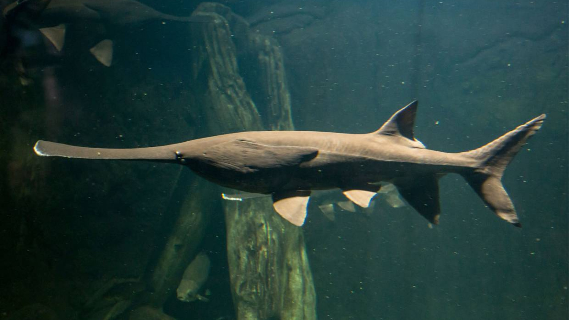 痛心：“中国淡水鱼王”灭绝！中华匙吻鲟，终于还是没迈过这道坎