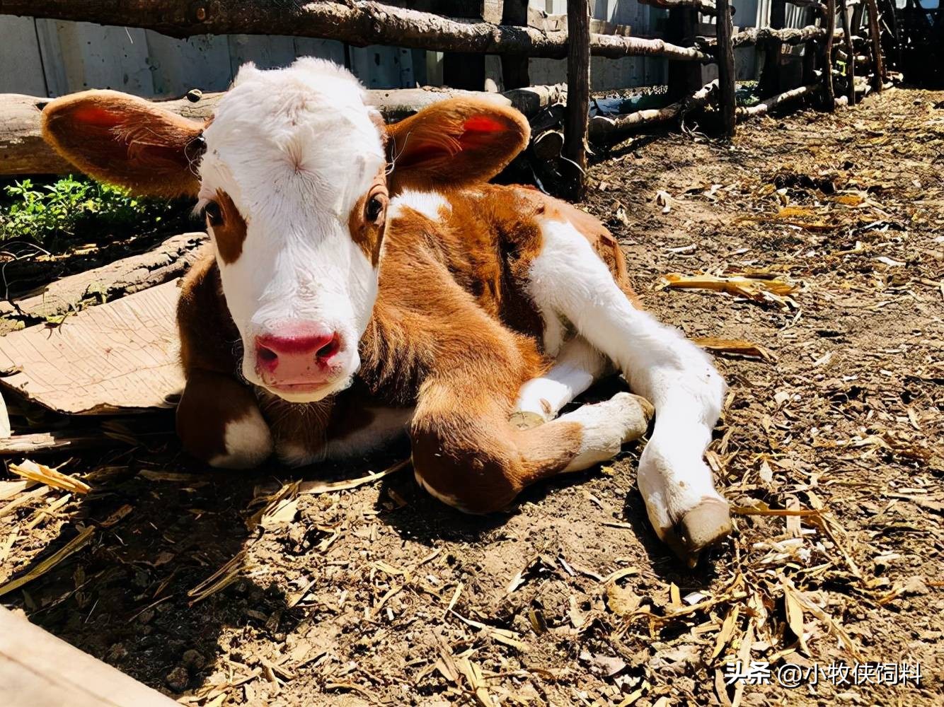 新生牛犊喘到底用什么药好用,犊牛喘得厉害咋办