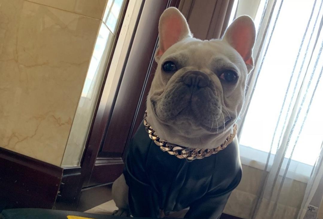 法国斗牛犬掉毛,斗牛犬最近掉毛很多是什么原因