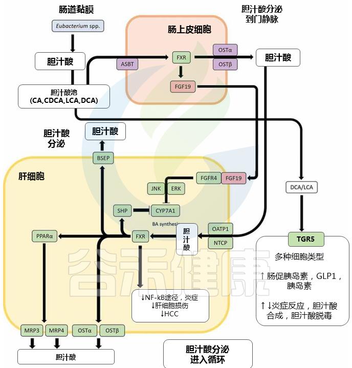 肠道中主要的有益菌及其生理功能,肠道革兰阴性杆菌为优势菌群