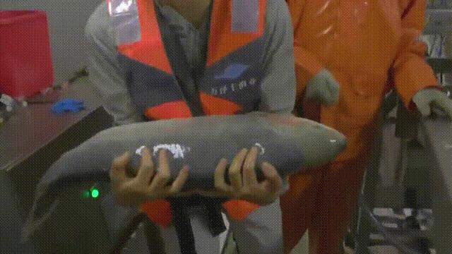 国内的假三文鱼是什么鱼,哪种才是真正的三文鱼