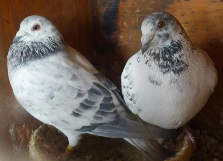 鸽子产蛋量下降的原因及防治方法,鸽子产蛋少什么原因