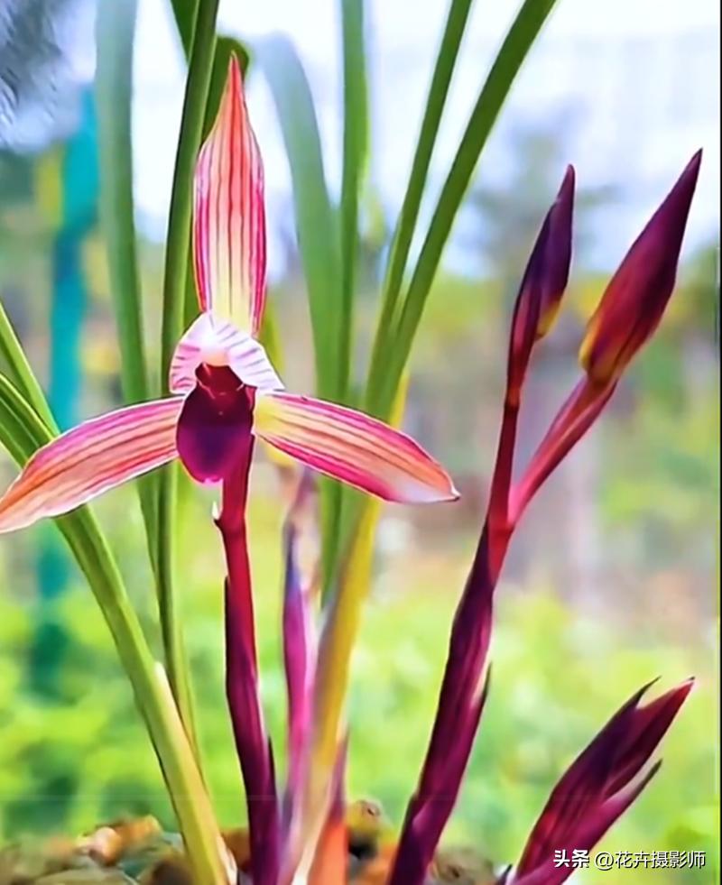 真有价值几万元一株的兰花吗,云南最名贵的兰花是什么品种呢