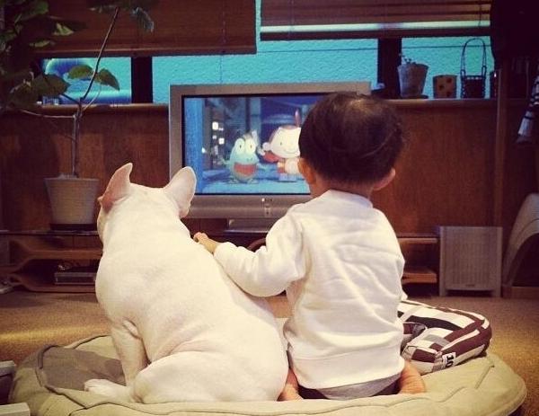 有哪些攻击性的犬可以养,建议懒人养的10种狗小型犬