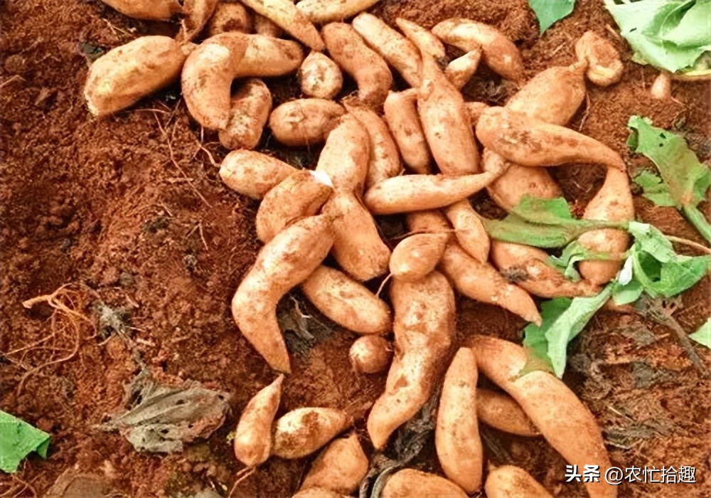 曾靠名字走红，一斤5元热卖，如今牛皮已吹破，市场上难见到