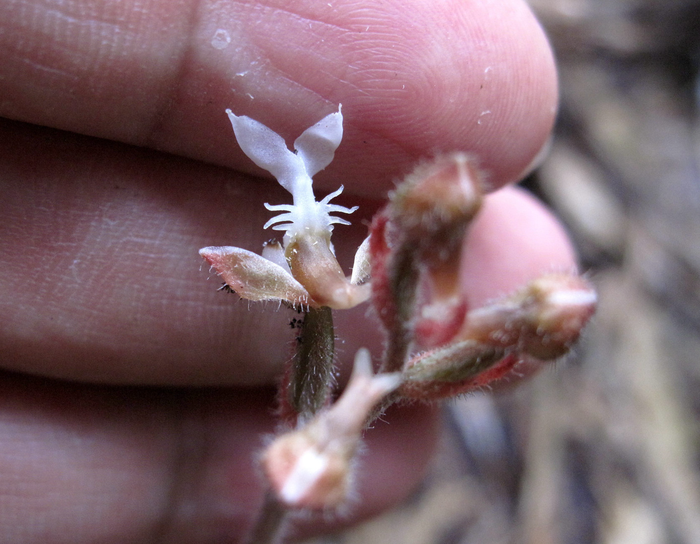 海曙龙观乡深山中首次发现珍稀兰科植物——浙江金线兰