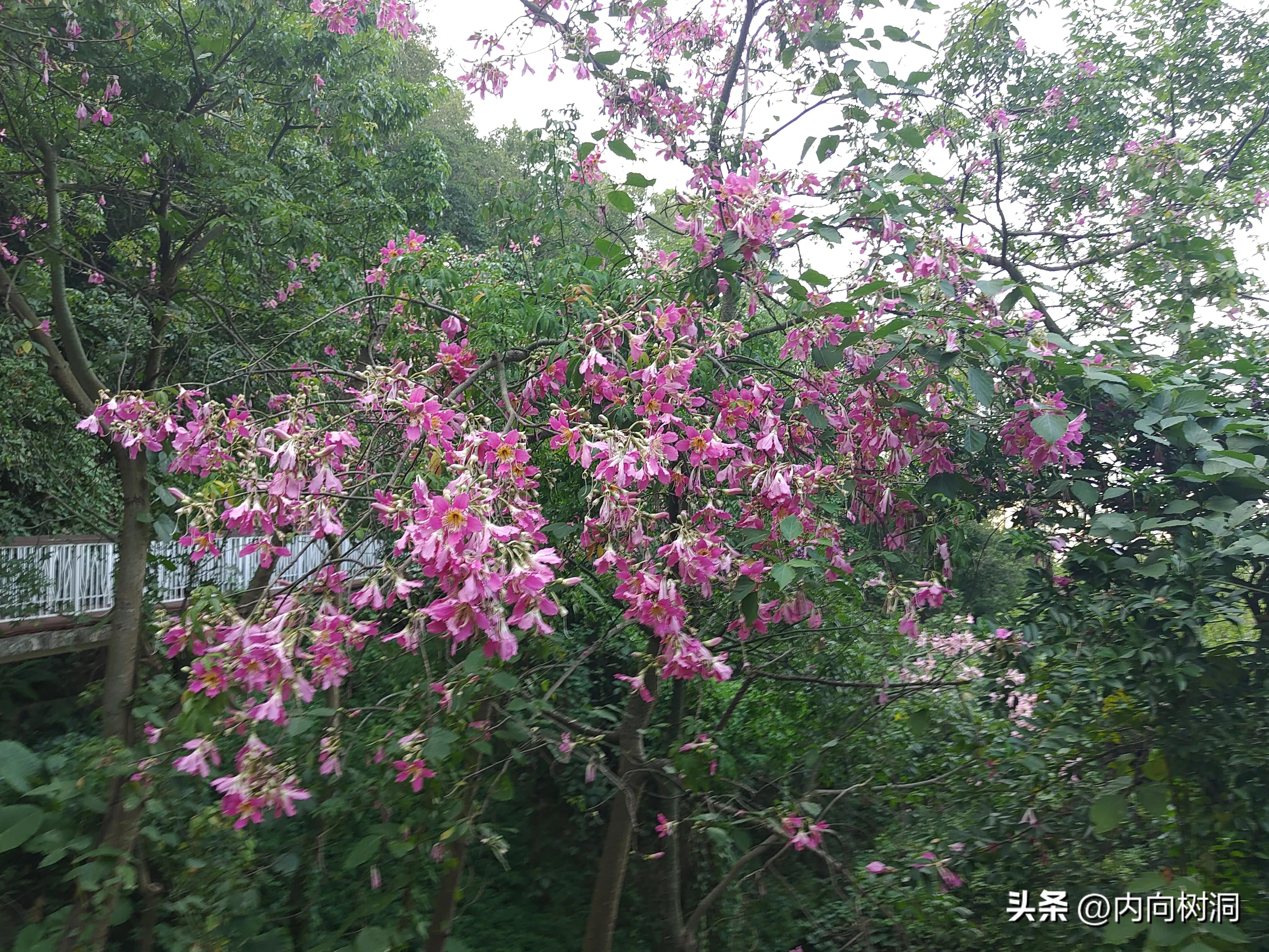 淘金山求水山徒步线路,求水山淘金山绿道在哪里