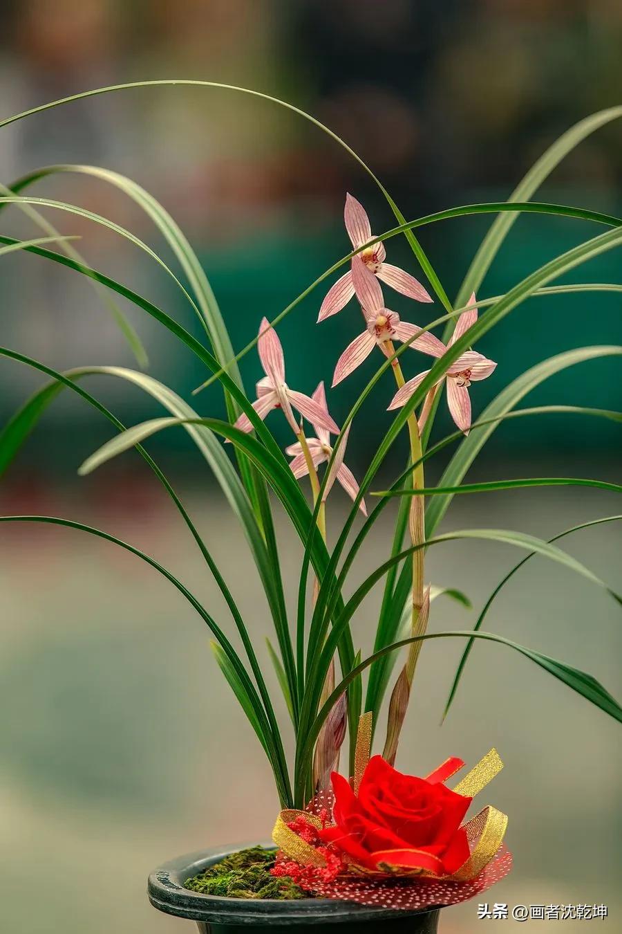 芝兰生于深谷不以无人而不芳出处,100幅历代名家兰花图值得一看再看