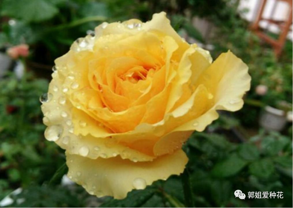 十大最耐雨的月季品种,耐晒耐雨淋的月季品种推荐