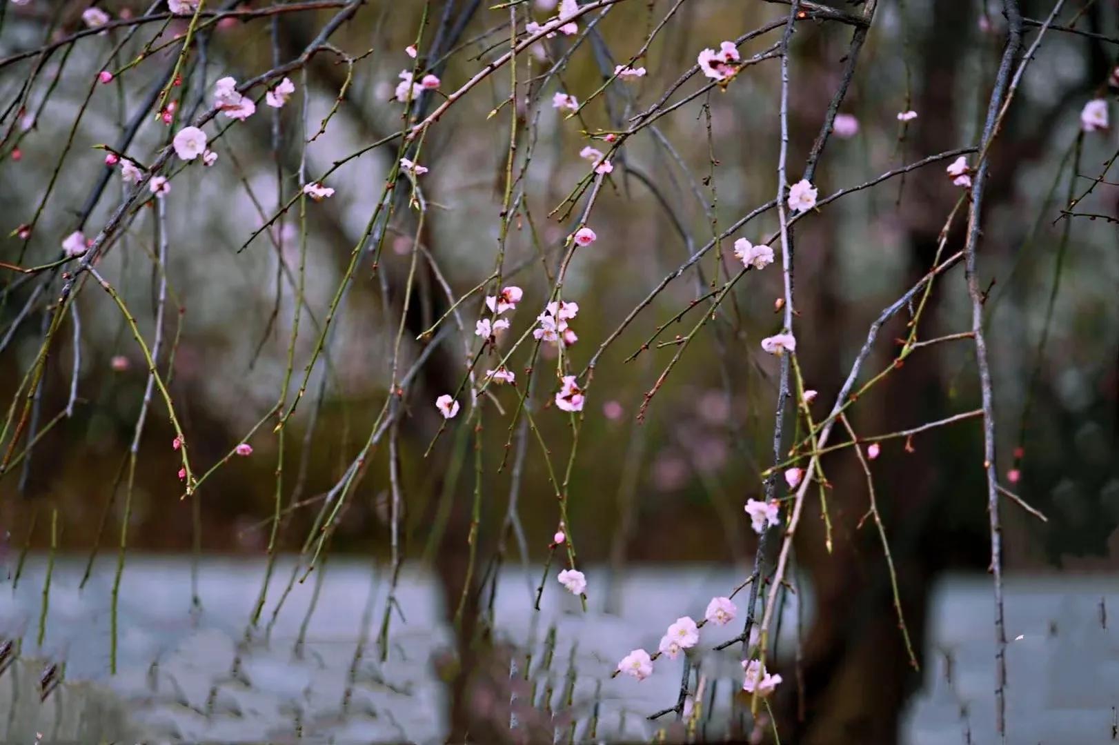 明妃二首其二王安石,王安石古诗十五翻译及原文