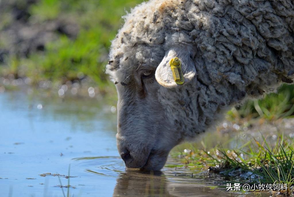 羊流口水是什么病该怎么治,羊流口水是什么问题