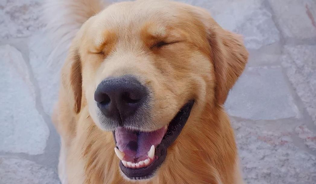 金毛幼崽一个月怎么喂食,金毛的正确喂养方法和注意事项