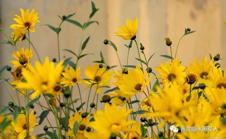 《画画》的作文思维导图,思维导图作文四年级怎么画