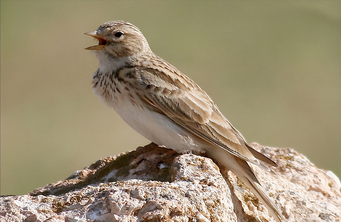 50张最佳鸟类摄影作品,鸟儿大全大图