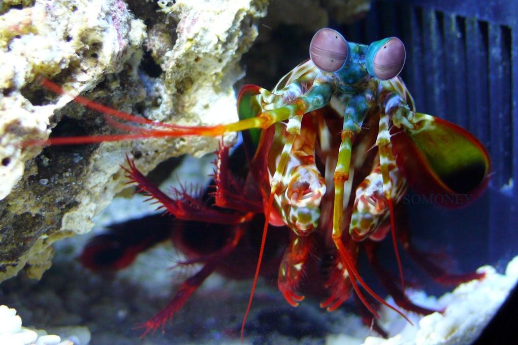 雀尾螳螂虾一秒能挥出两拳,雀尾螳螂虾的拳头堪比子弹的威力