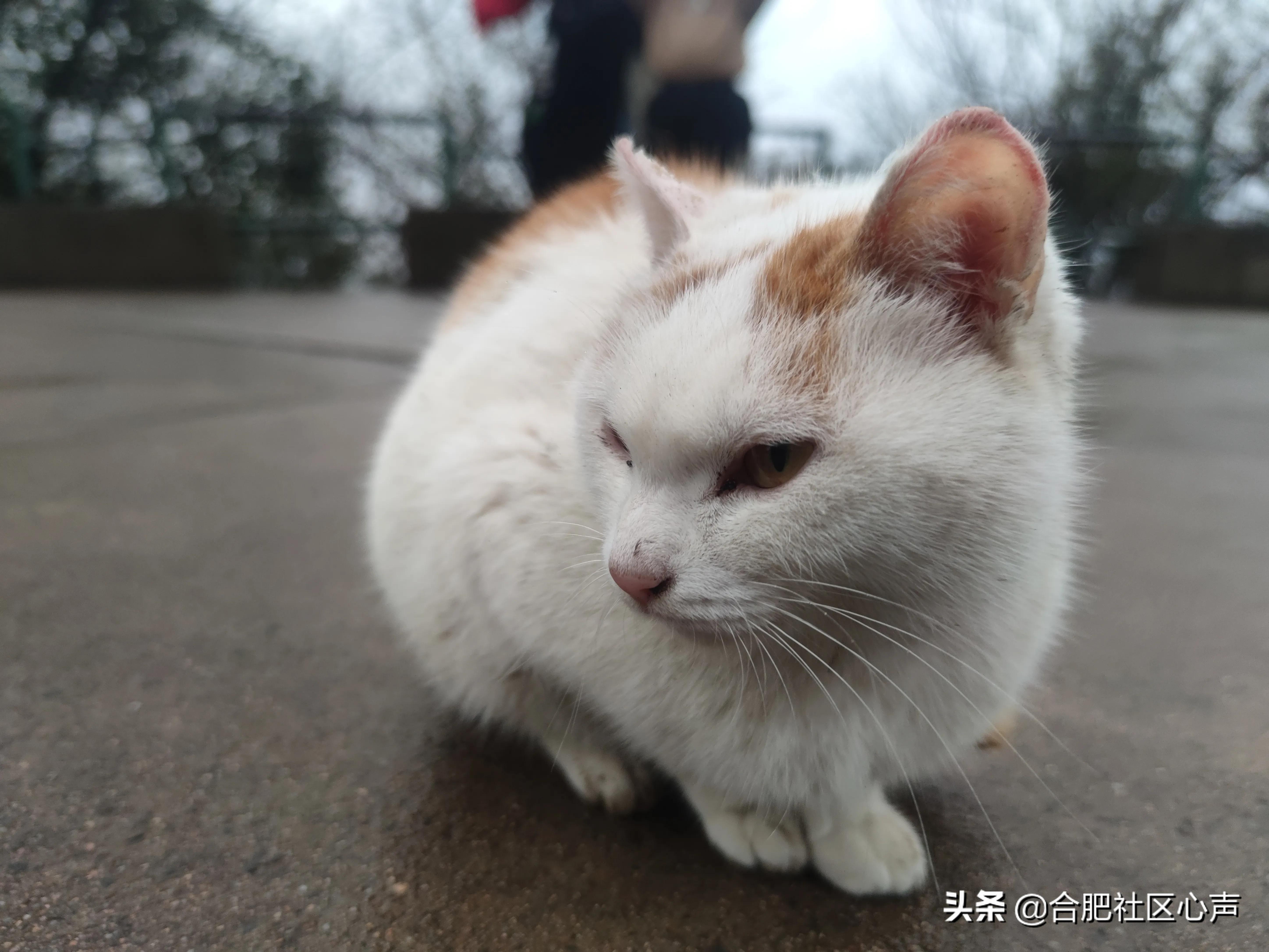 合肥有很多流浪猫的地方,合肥哪有流浪猫