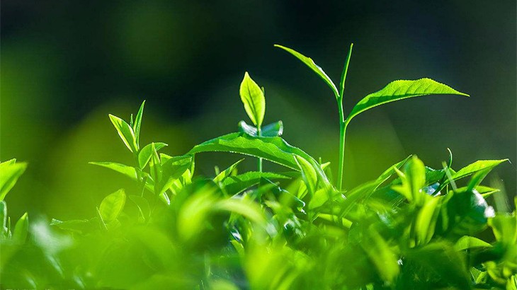 赞美春草的诗句古诗大全,描写春草的诗句十首