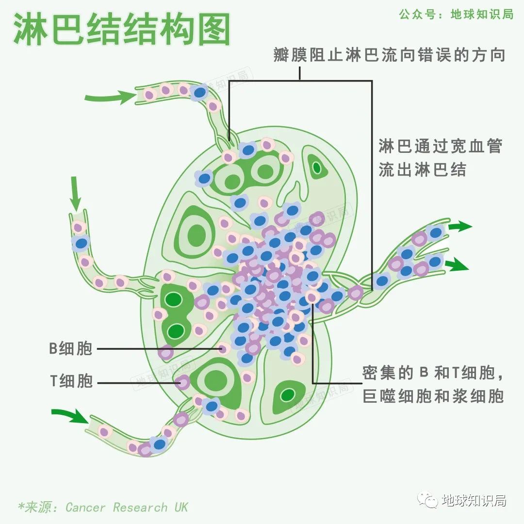 没洗干净的猪大肠到底臭不臭,猪大肠3年没洗是真的吗