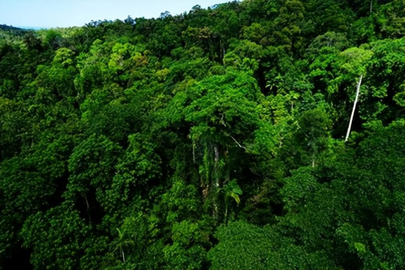 世界上最毒的树出门一定要注意,世界上最毒的树前10名