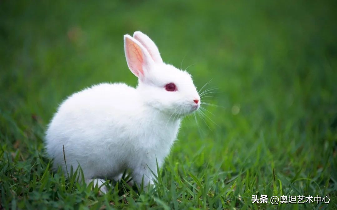 有什么兔子的动漫形象好看,兔子动漫形象有哪些