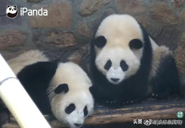 大熊猫金双金喜,大熊猫金喜金双