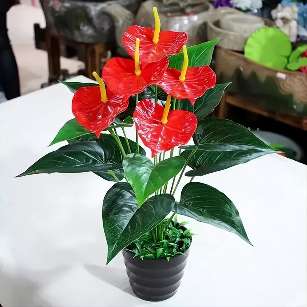 冬天红掌怎么养才能更旺盛,怎样养好红掌开花