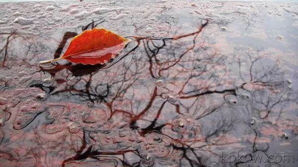 白先勇寂寞的十七岁朗读,白先勇短篇小说原文