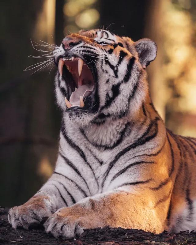 猛兽野性的壁纸,霸气猛兽壁纸