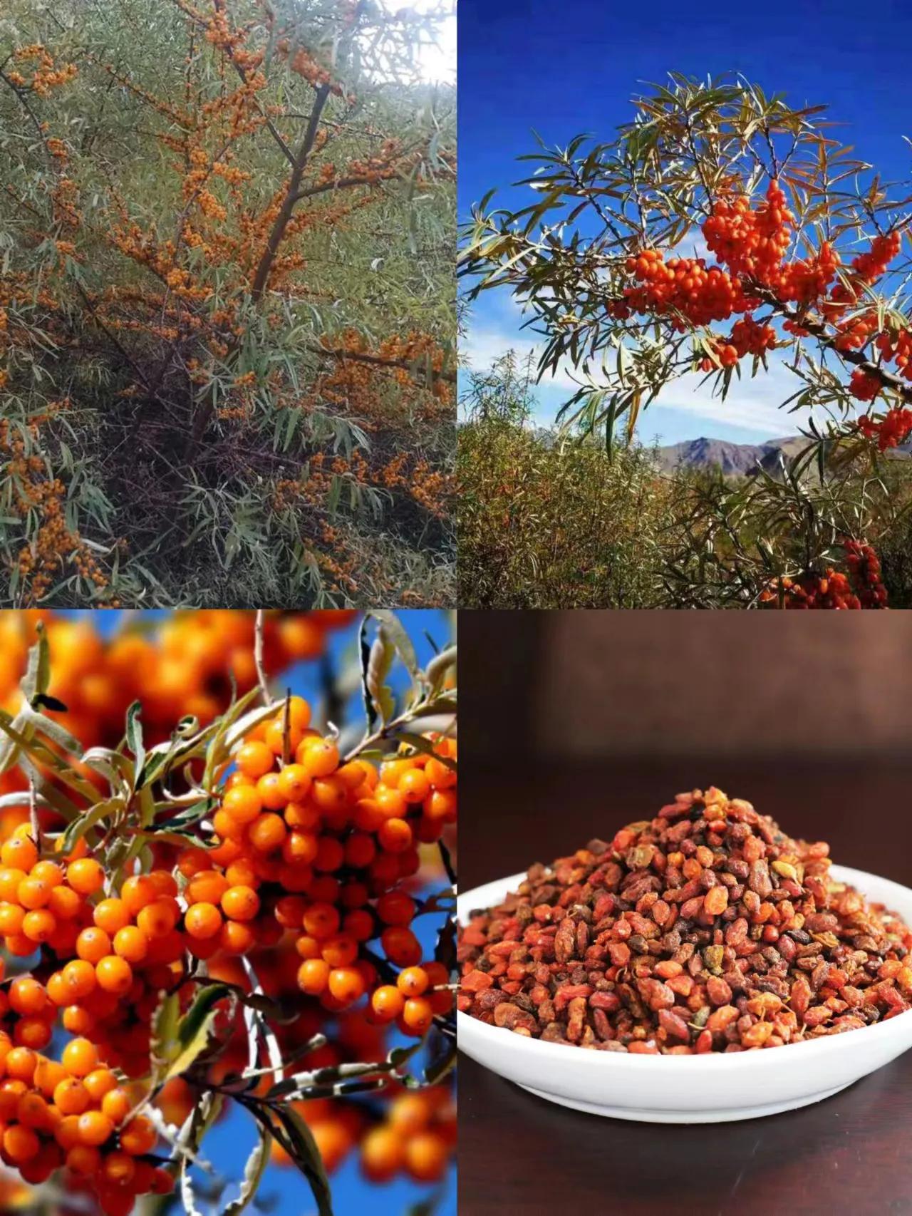 中秋考察葛家洞——葛洪在民间治病采用药物种类功效及养生方法