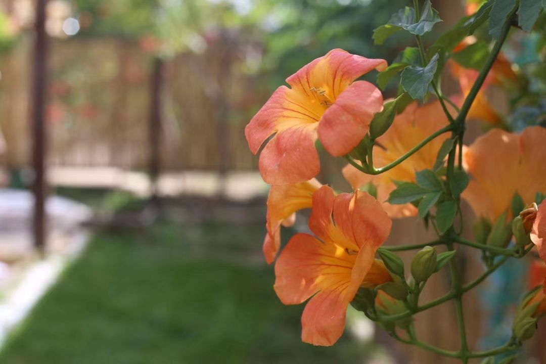 心动！那些藏在崇明民宿里的初秋小美好