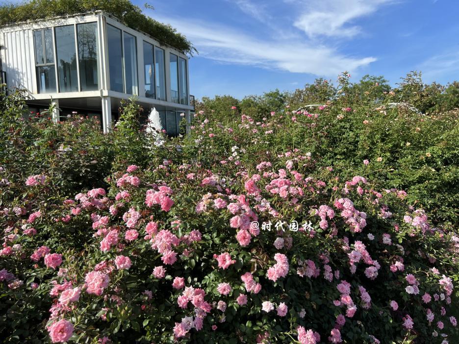 哪些品种的月季耐寒适合阳台栽种,南方最值得种好养的月季