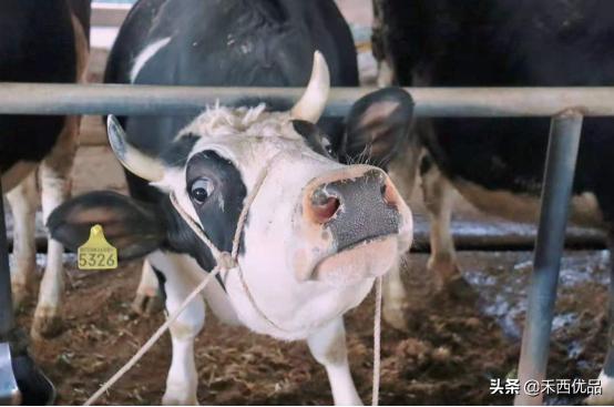 奶牛异常症状的鉴别诊断器,奶牛疾病防治学