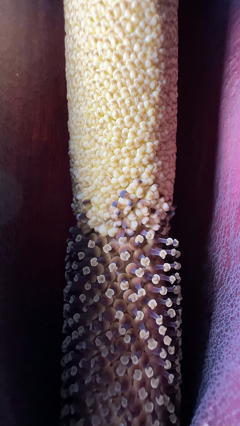 麻辣烫用料魔芋是荤菜还是素菜,魔芋爽是素菜还是荤菜