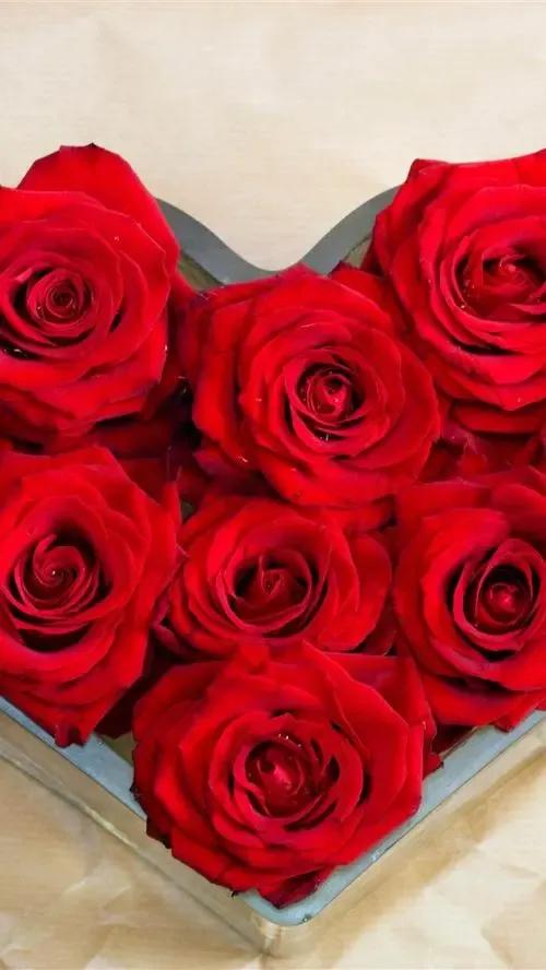 农历四月十五日，送你九九红玫瑰，祝君事业红红火火