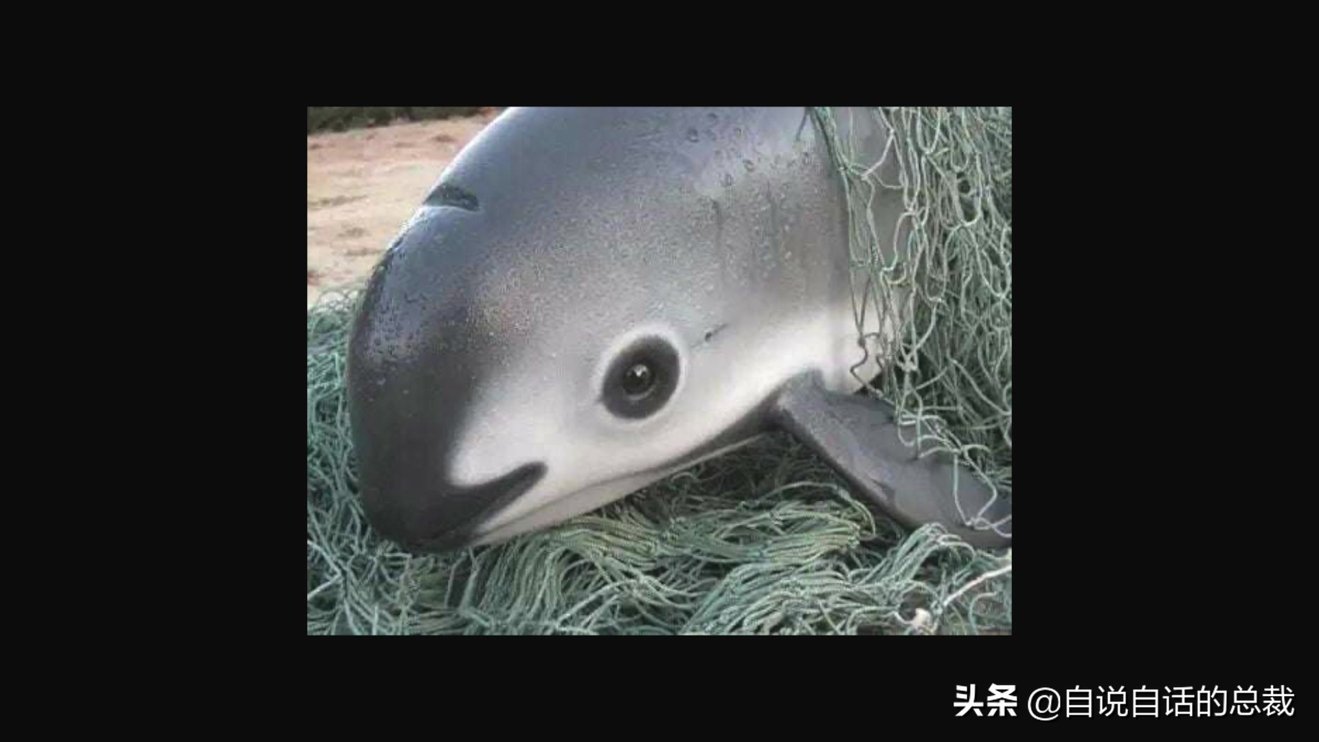 目前野生大黄鱼为什么这么贵,大黄鱼最贵价格多少钱一斤