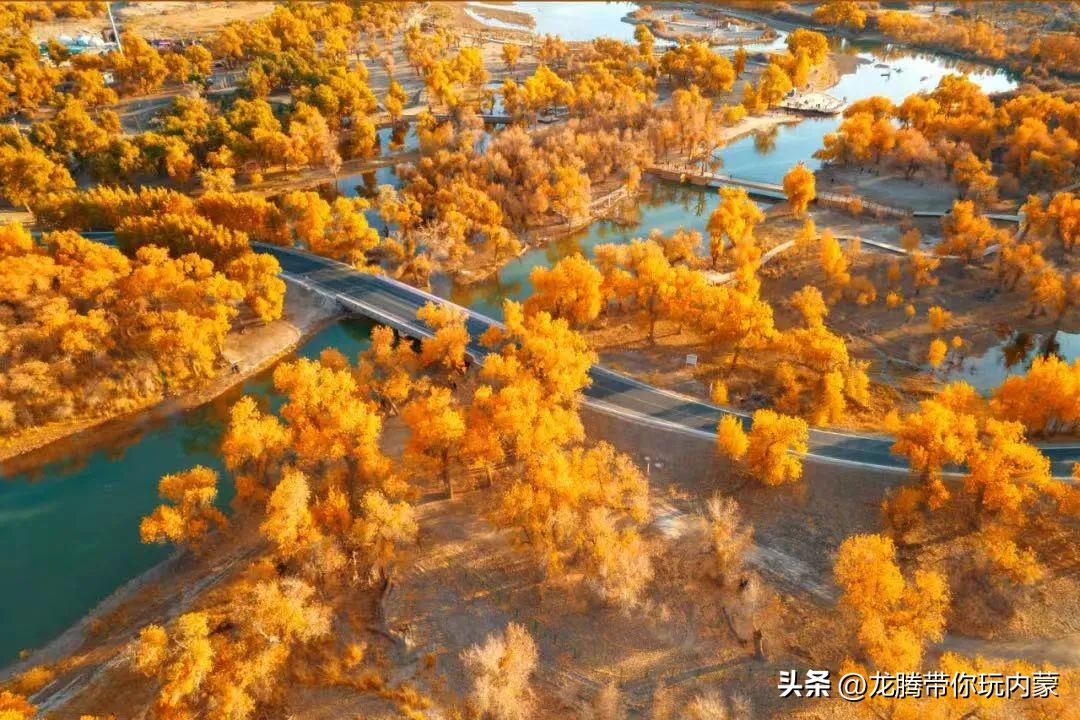 初秋额济纳胡杨林风景,额济纳秋天美景