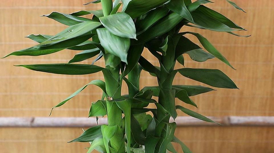 水培观音竹叶子发黄怎么补救,土培观音竹叶子发黄什么原因