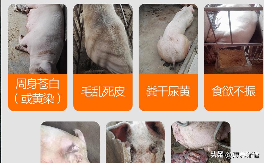 母猪生殖系统有炎症吗,母猪外生殖感染怎么治