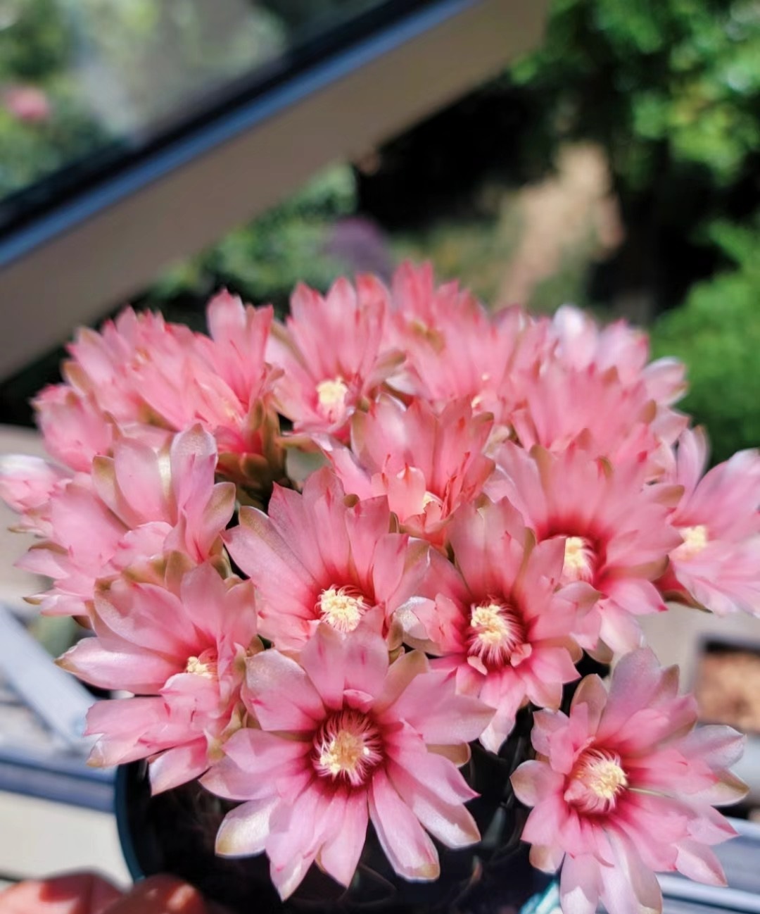 开花勤的仙人球排名,十大最好养的仙人球