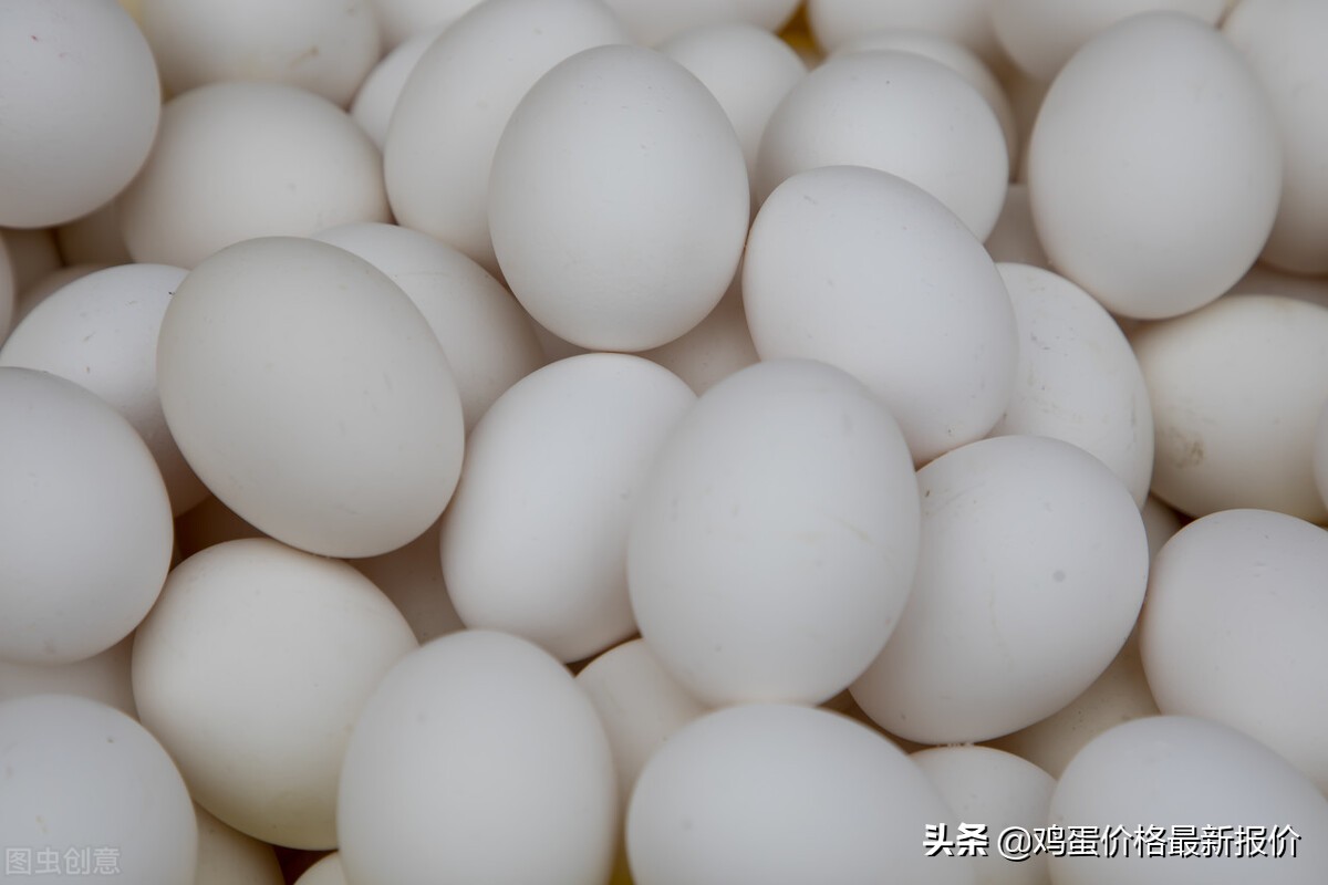 2021年11月26日河北鸡蛋价格,2019年8月31号河北辛集鸡蛋价格