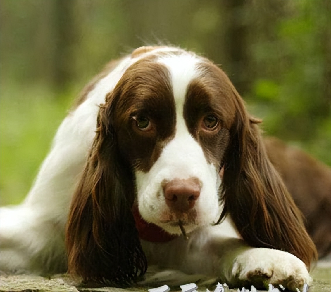 史宾格有什么特点,史宾格优点和缺点