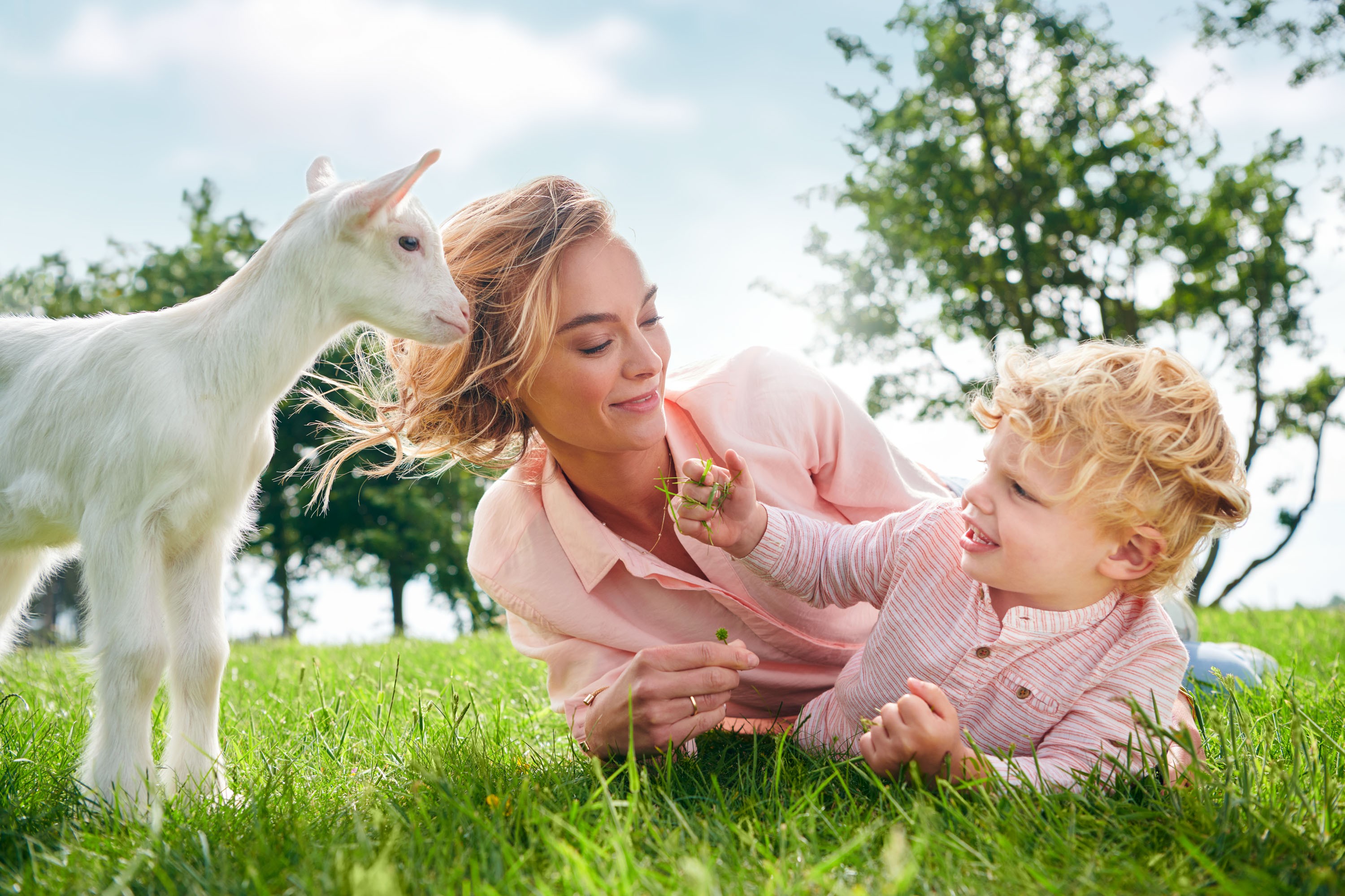 有机羊奶粉佳贝艾特成人,佳贝艾特羊奶粉最新新闻