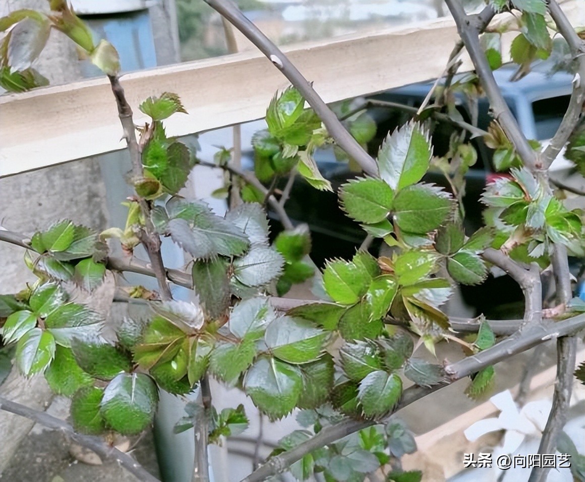 月季不发芽怎么处理,月季扦插用蛭石还是用水泡生根快